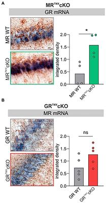 Acute deletion of the central MR/GR steroid receptor correlates with changes in LTP, auditory neural gain, and GC-A cGMP signaling